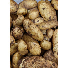 Pomme de terre nouvelle Spunta