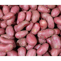 Pomme de Terre Nvelle Rose
