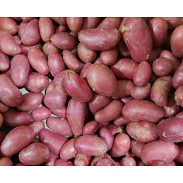 Pomme de terre Nvelle Rose...