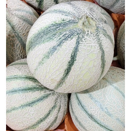 Melon Gros
