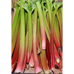 Rhubarbe