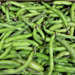 Fève Bio