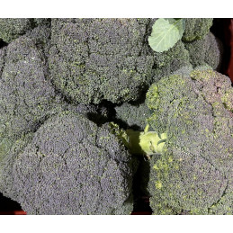 Chou Brocoli Bio