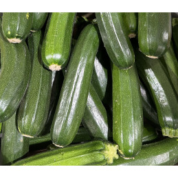 Courgette Pamiers