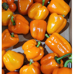 Poivron Orange
