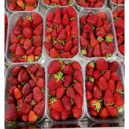 Fraise 500g Clery