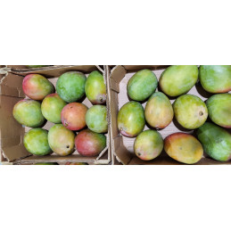 Mangue