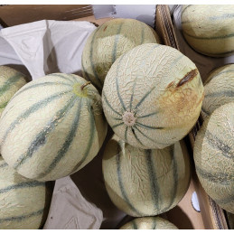Melon (cal 15)