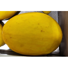 Melon Jaune