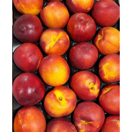 Nectarine Jaune AA (gros...