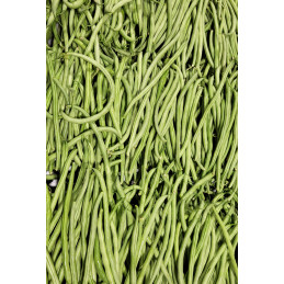 Haricot Vert Bio Pamiers