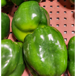 Poivron Vert Pamiers