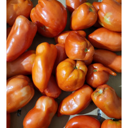 Tomate allongée type Andine