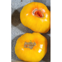 Tomate Ananas Bio Pamiers