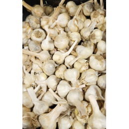 Ail Violet Bio