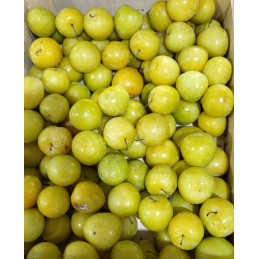 Prune Golden Japan France...