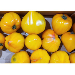 Tomate Cœur de Bœuf Jaune...