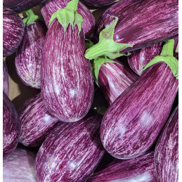 Aubergine Zébrée