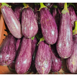 Aubergine Zébrée Bio Pamiers