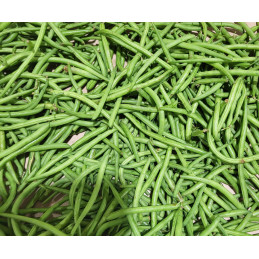 Haricot Vert