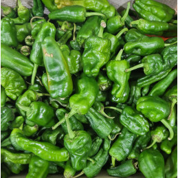 Piment Padron
