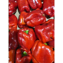 Poivron Rouge