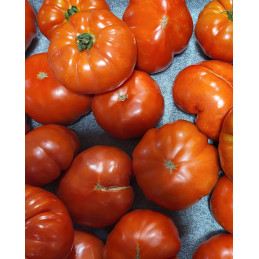 Tomate Marmande Bio Pamiers