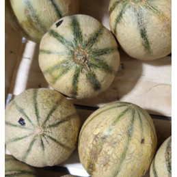 Melon Bio