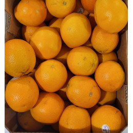 Orange "Gamin"