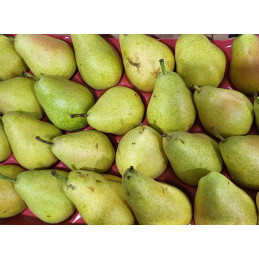 Poire Guyot