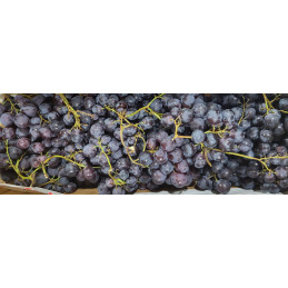 Raisin Muscat Noir AOP