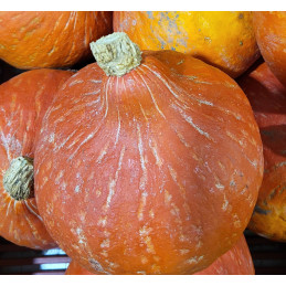 Potimarron Pamiers