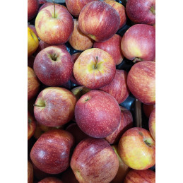 Pomme Gala grosse