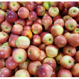 Pomme Gala Petite
