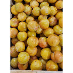Prune Tc Sun