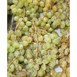 Raisin Centennial (sans pépin)