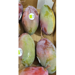 Mangue Bio