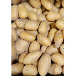 Pomme de terre Bio Pamiers...