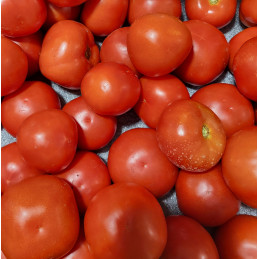Tomate Ronde Bio Pamiers