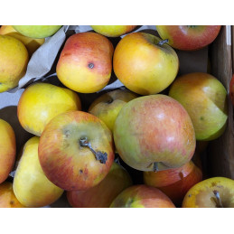 Pomme Reine Reinette