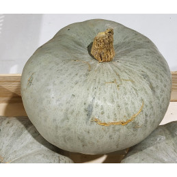 Courge Bleue de Hongrie Bio...
