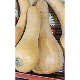 Courge Longue De Nice Bio...
