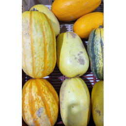 Courge Spaghetti