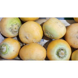 Navet Jaune boule d'or