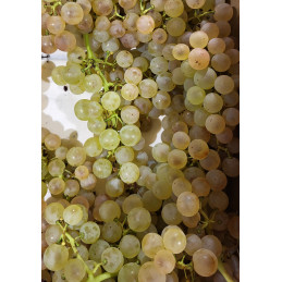 Raisin Chasselas AOP