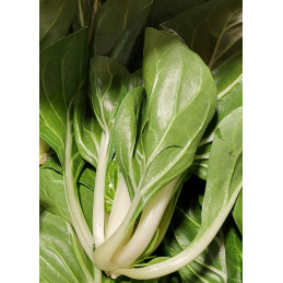 Blette Italienne Bio Pamiers