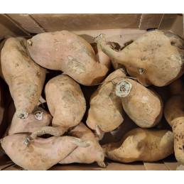 Patate Douce Blanche France...