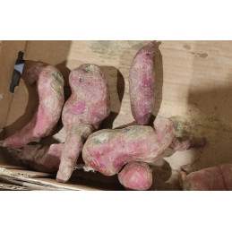 Patate Douce Violette...
