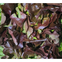 Salade Laitue Brune France...