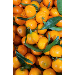 Clémentine Corse Bio